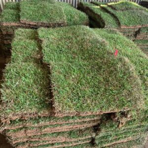 crowne zoysia pallet