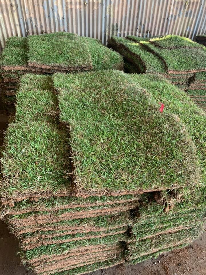 crowne zoysia pallet crowne zoysia pallet