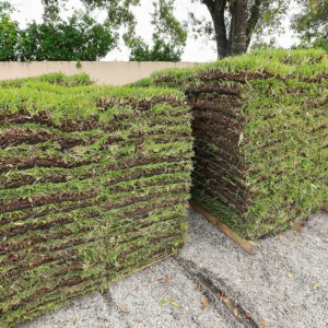 floratam st. augustine sod 400 square foot pallet