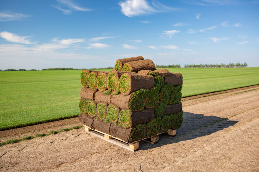 rolls of turf stacked in preparation ready to be laid in ground lawn rolls of turf stacked in preparation ready to be laid in ground lawn