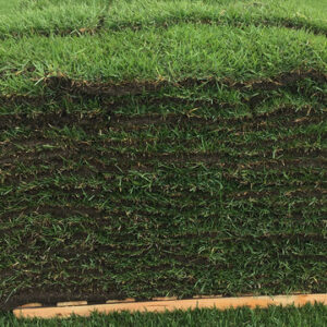 empire zoysia sod 400 square feet
