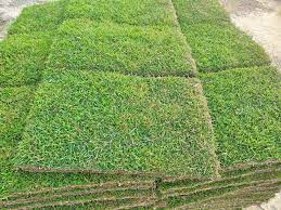 images-2025-08-04t152438436