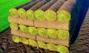 images-2025-08-04t152528286