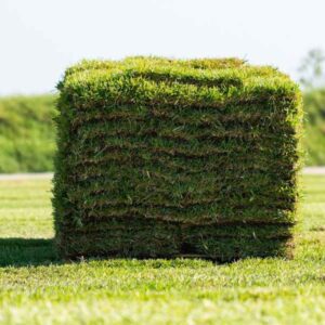 provista st augustine sod 400 square foot pallet